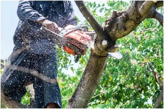 tree services Lake Ridge